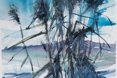 les joncs | aquarelle