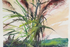les joncs | Chemin du lac | aquarelle